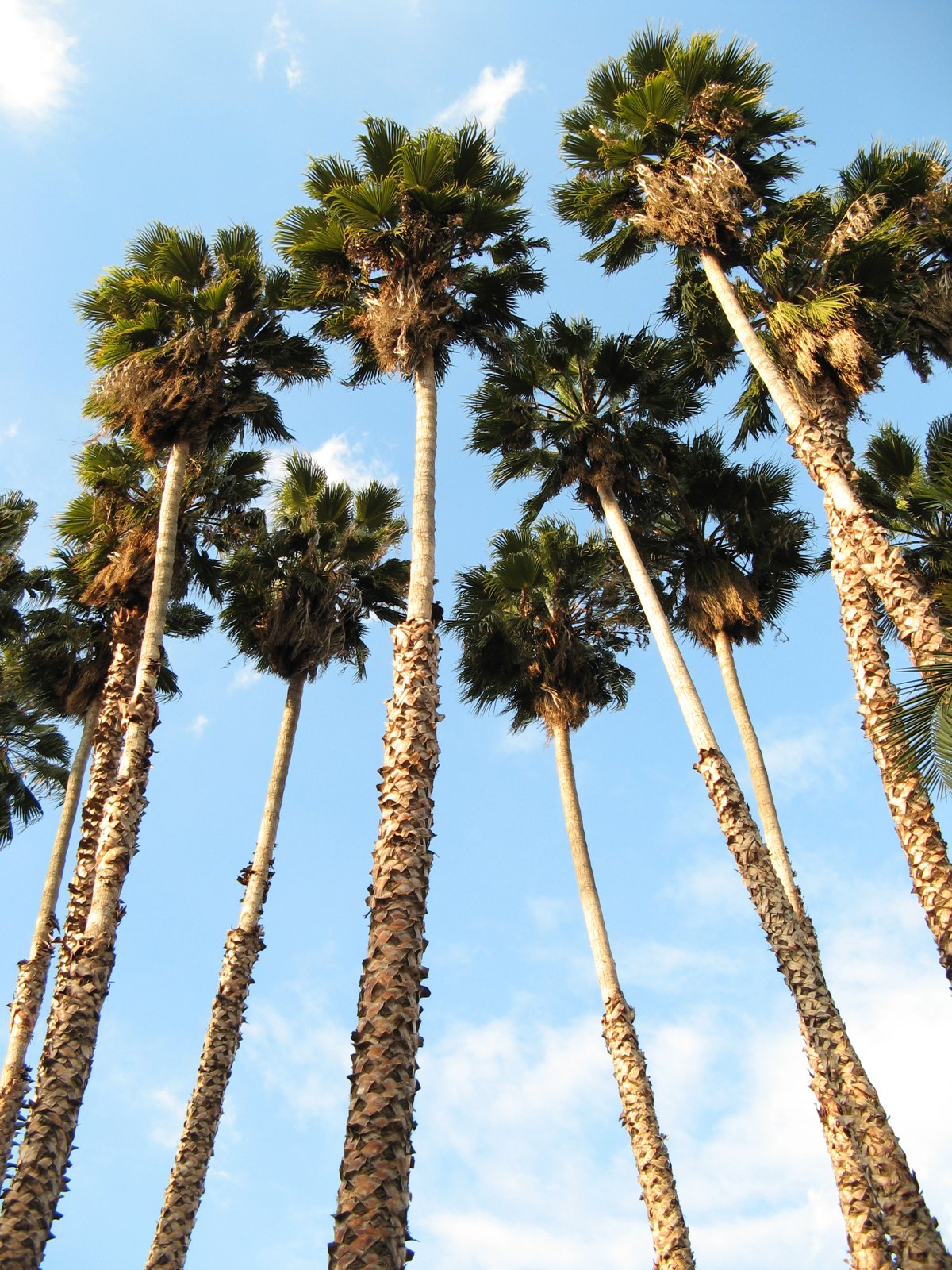 Washingtonia palms