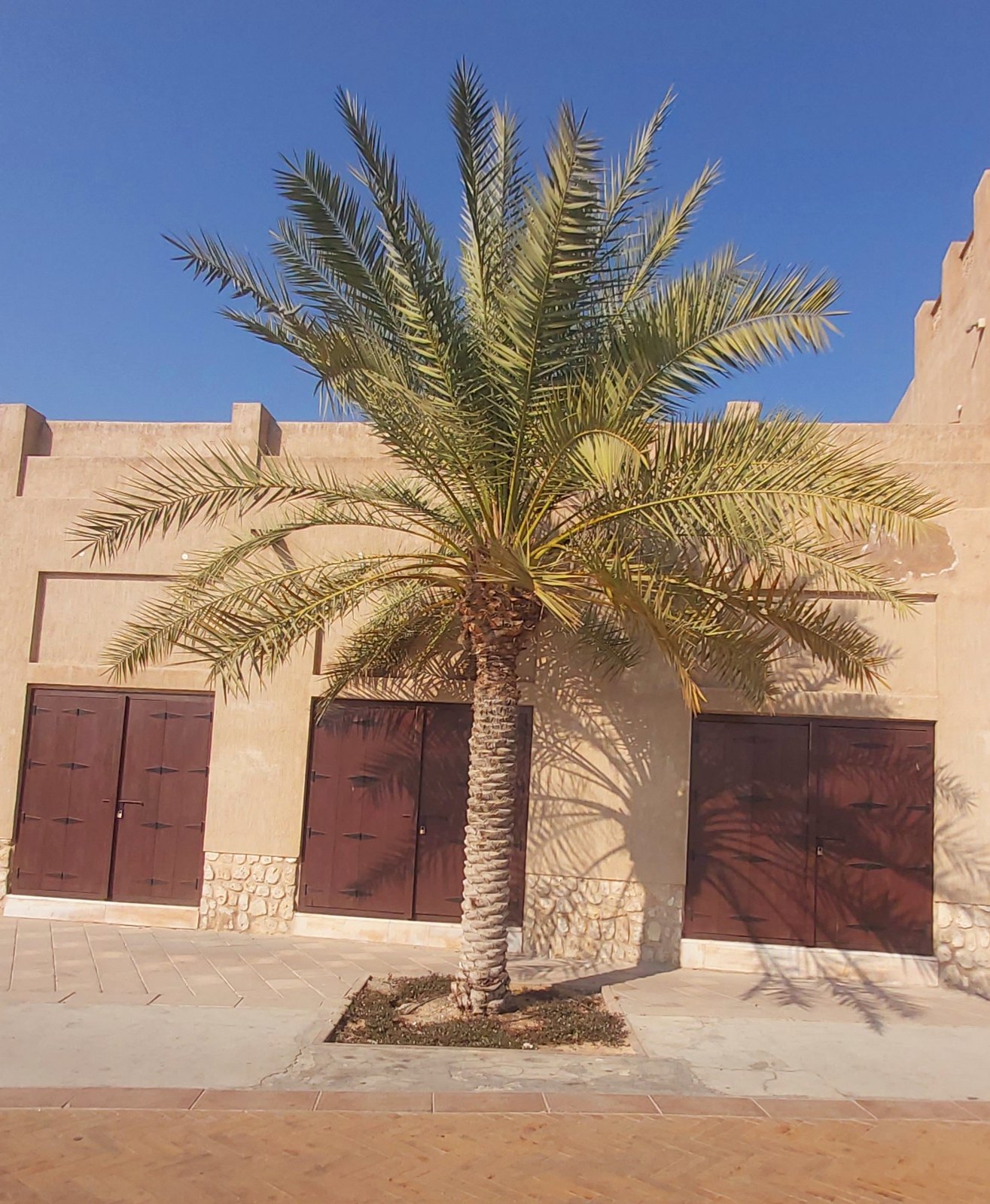 Date Palm In Dubai